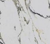 PR219 ������������ Fantasy Mix 60*120�� polished