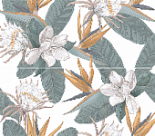 ����� STRELITZIA 40,2�50,5
